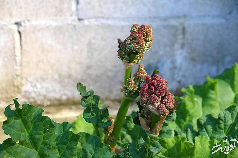 خواص ریواس؛ این قسمت از ریواس سمی است - با ریواس چه خوراکی هایی درست کنیم؟ - درست کردن خورش ریواس